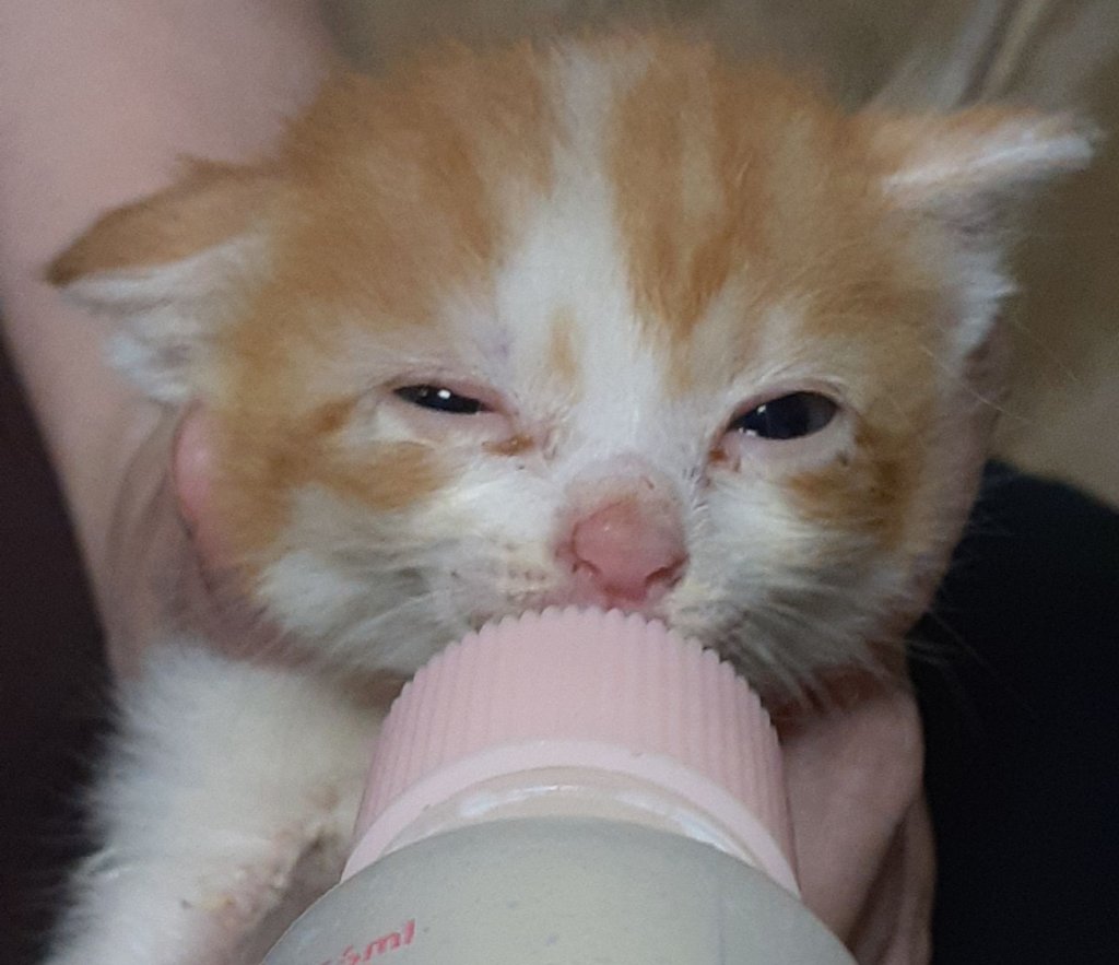 画像に alt 属性が指定されていません。ファイル名: 1000005084-1024x883.jpg